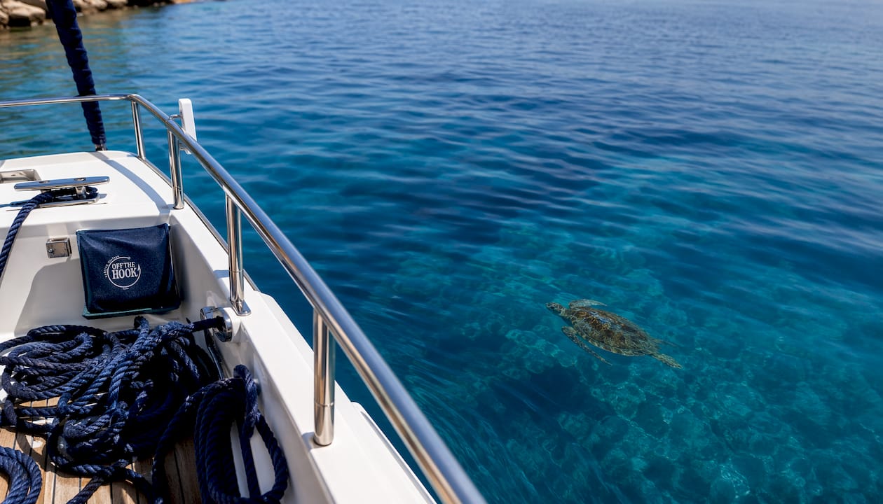 Sea turtle viewed from yacht in clear waters