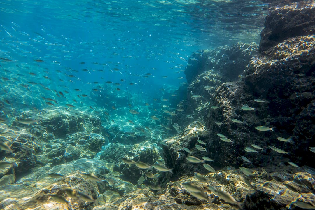 Underwater view of fish swimming near rocky reef