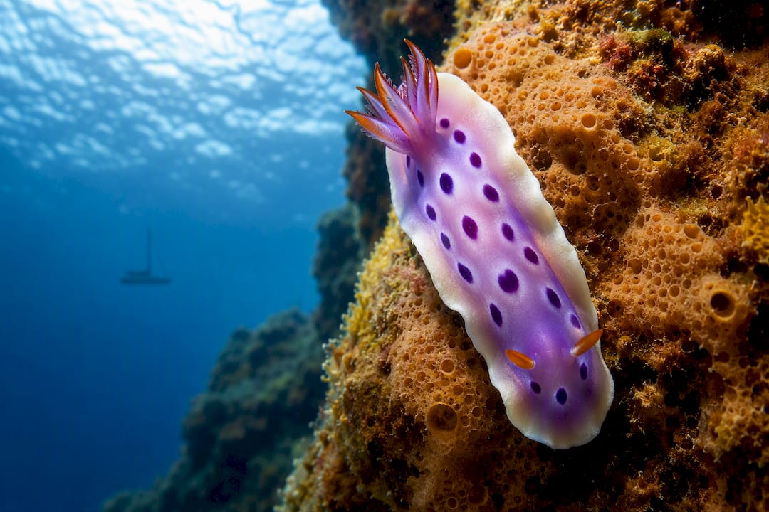 Colorful nudibranch on a Halkidiki sponge