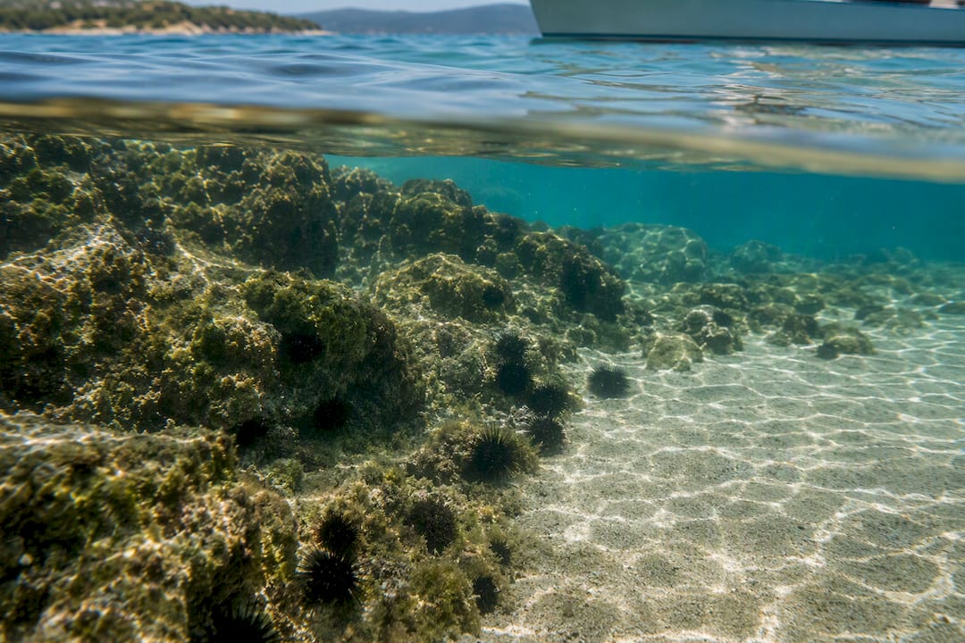 Sea urchins beside sandy snorkeling entry